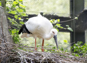 コウノトリの郷公園